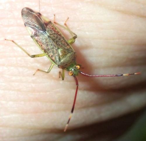 Pantilius tunicatus